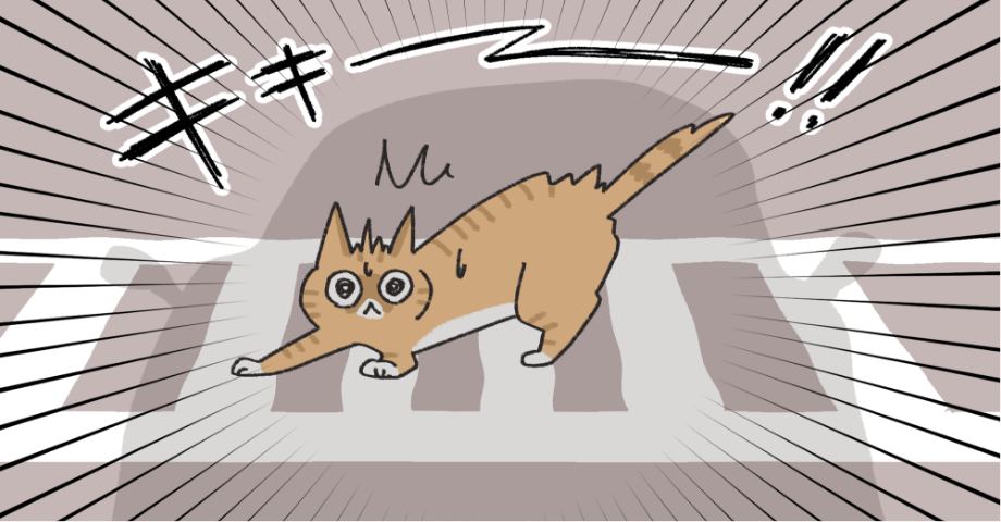 車に撥ねられそうになるネコ