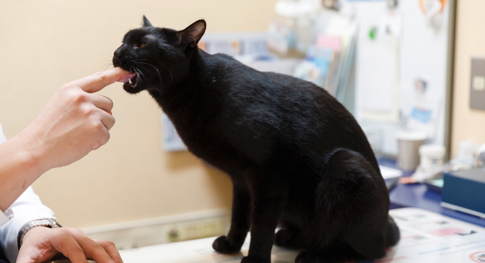 飼い主の指を噛む黒猫