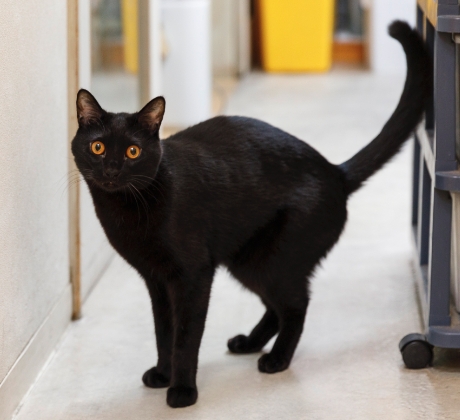佇まいが美しい黒猫