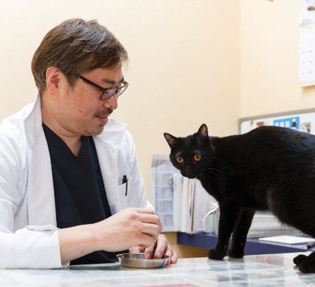 愛猫と遊ぶ獣医師