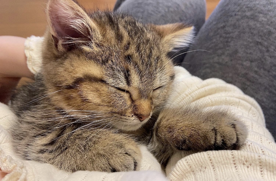 飼い主さんの膝の上でウトウトしているマンチカンのどんぐりちゃん
