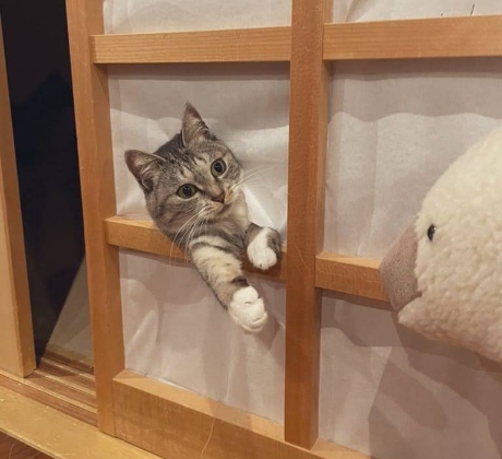 障子破りするサバ身