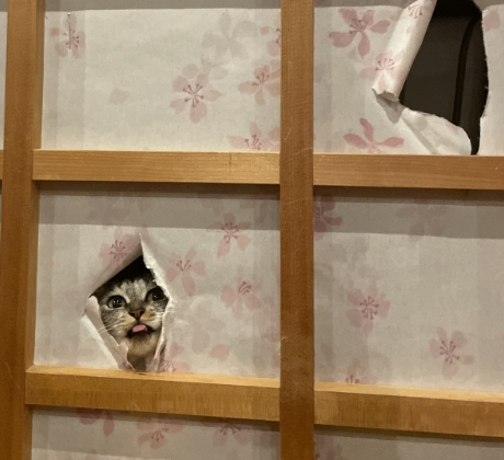 敗れた障子の向こうから覗くサバ身