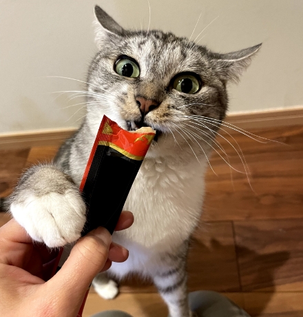 ペースト系おやつを堪能するサバ身