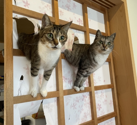 サバ身（右）とトラ身（左）の『障子破り』