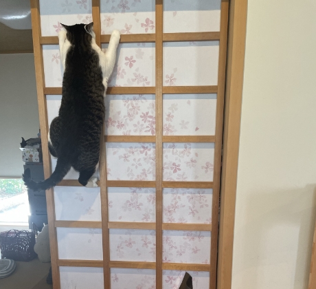 障子によじ登るテンテン