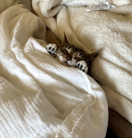布団に包まれて眠るトラ身