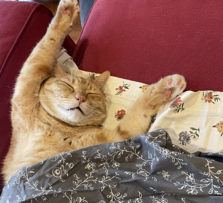 バンザイ！のポーズで眠るむっさん