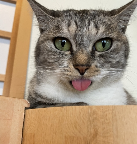 舌を出したサバ身