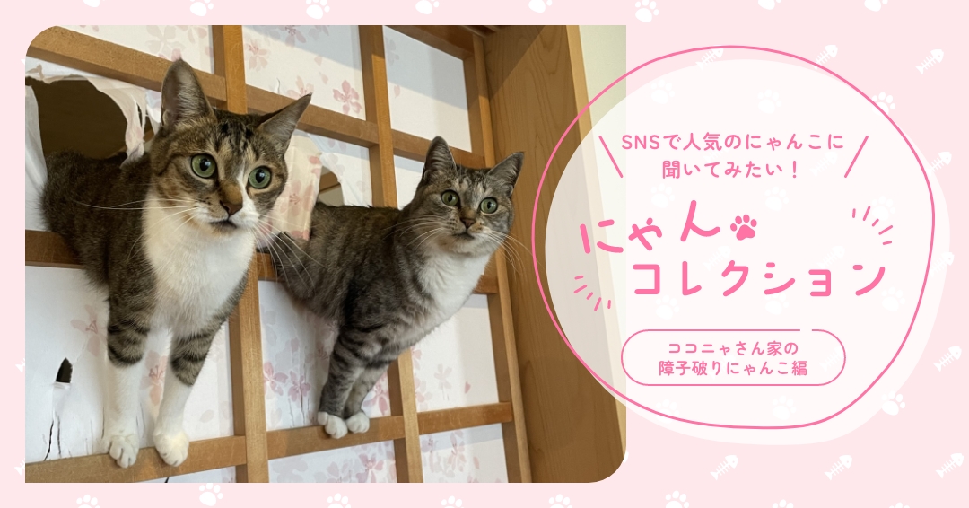 ココニャさん家の障子破りにゃんこ編＞ 24時間、写真に収めたい