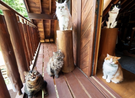 三浦こんぶ（左）と「おでんカルテット」。大好きな4匹の来訪に、心なしか楽しそうですね