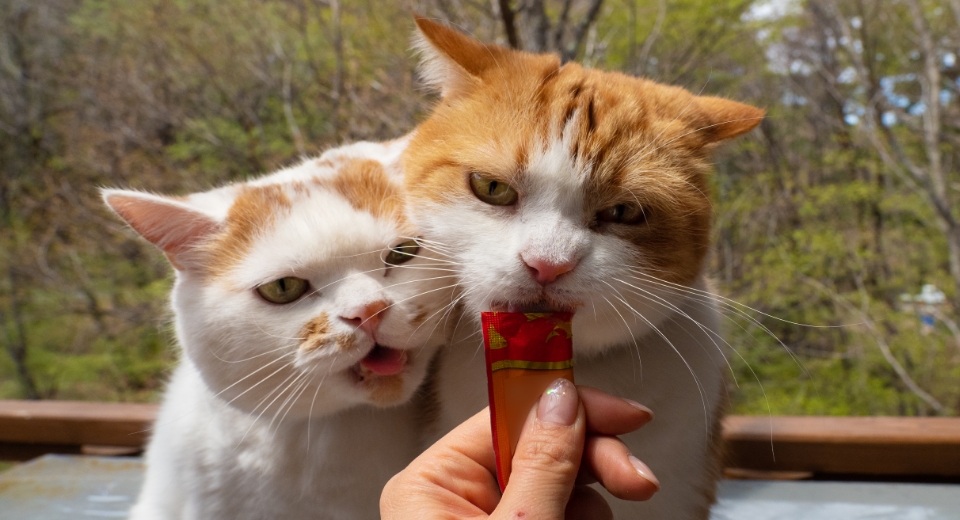 ペースト系おやつはみんな大好き！メイ（左）とちくわ（右）も、奪い合うようにペロペロします