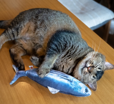 三浦こんぶは、ケリぐるみも大好き。「魚を捕まえて満足にゃ」