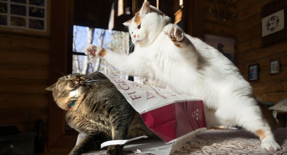 三浦こんぶに猫パンチを繰り出すメイ