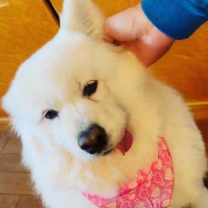 みんな幸せ それが一番 スコティッシュフォールドのチャコちゃん サモエドのアグちゃんと暮らす つるの剛士さんが知りたい毎日のペットケアとは 中 愛犬編 Hugq ハッシュハグ みんな幸せ それが一番 スコティッシュフォールドのチャコちゃん サモエドのアグちゃんと暮らす つるの剛士さんが知りたい毎日のペットケアとは 中 愛犬編 Hugq ハッシュハグ