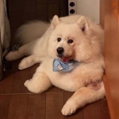 みんな幸せ それが一番 スコティッシュフォールドのチャコちゃん サモエドのアグちゃんと暮らす つるの剛士さんが知りたい毎日のペットケアとは 中 愛犬編 Hugq ハッシュハグ みんな幸せ それが一番 スコティッシュフォールドのチャコちゃん サモエドのアグちゃんと暮らす つるの剛士さんが知りたい毎日のペットケアとは 中 愛犬編 Hugq ハッシュハグ