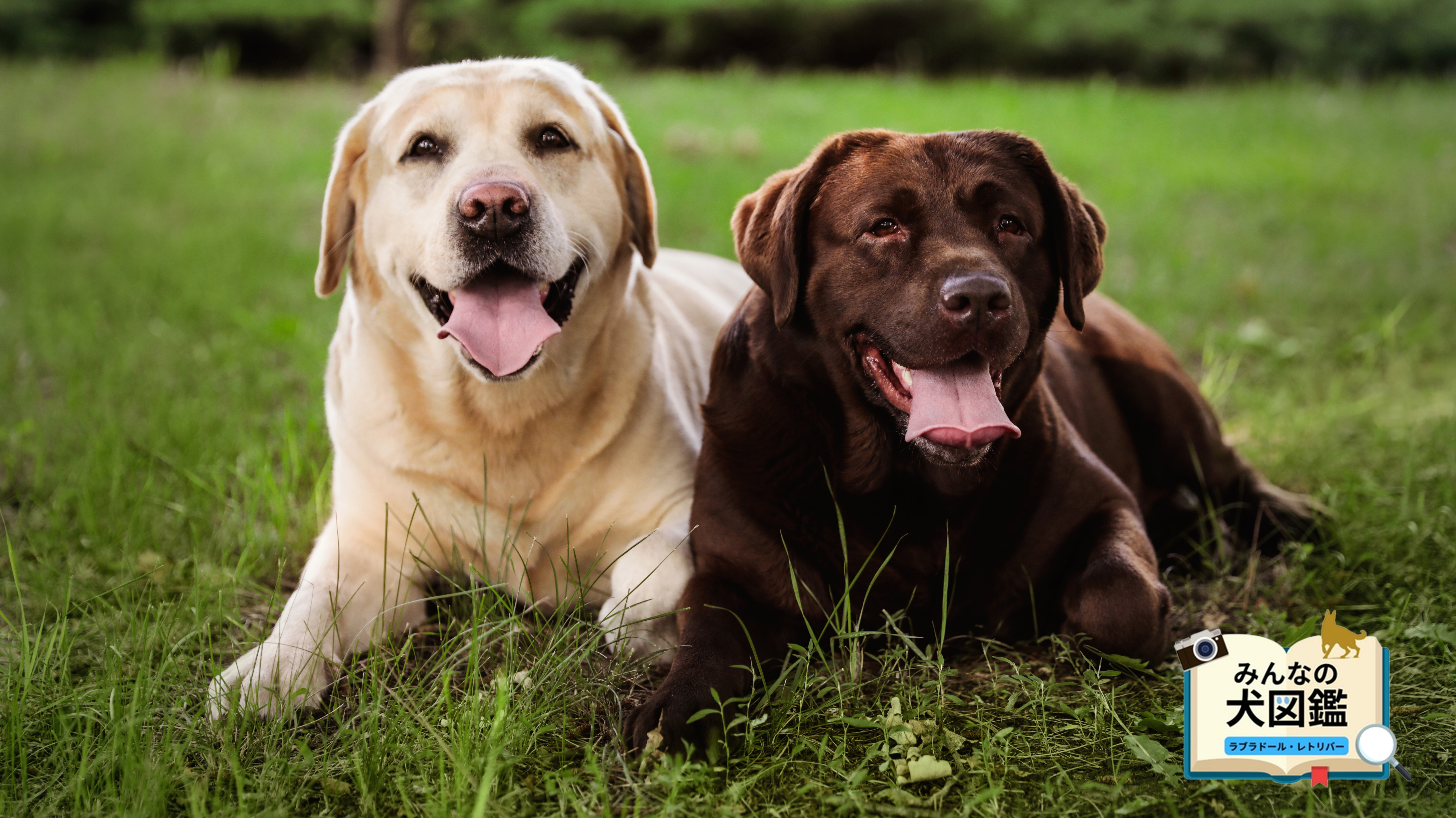 ラブラドール・レトリバーの特徴は？かかりやすい病気や飼い方のコツを