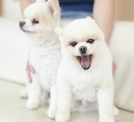 ポメラニアンのトトロちゃんとポニョちゃん