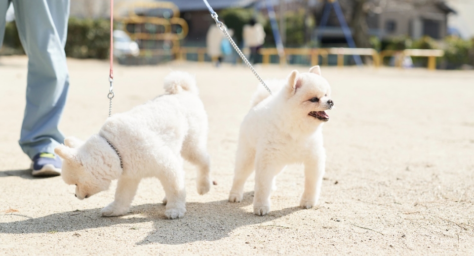 散歩にいくポメラニアンのトトロちゃんとポニョちゃん