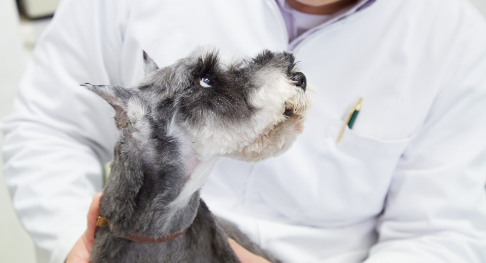 獣医師の鈴木 快朗 先生を見つめるシュナウザー