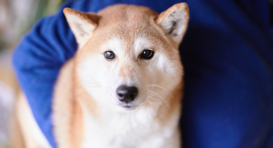 画面を見つめる柴犬