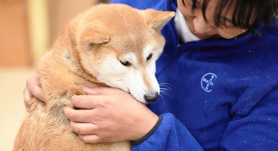 飼い主に甘えている柴犬