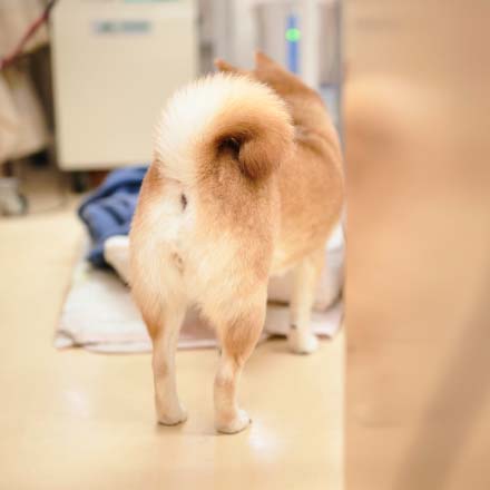 おしりを向けている柴犬