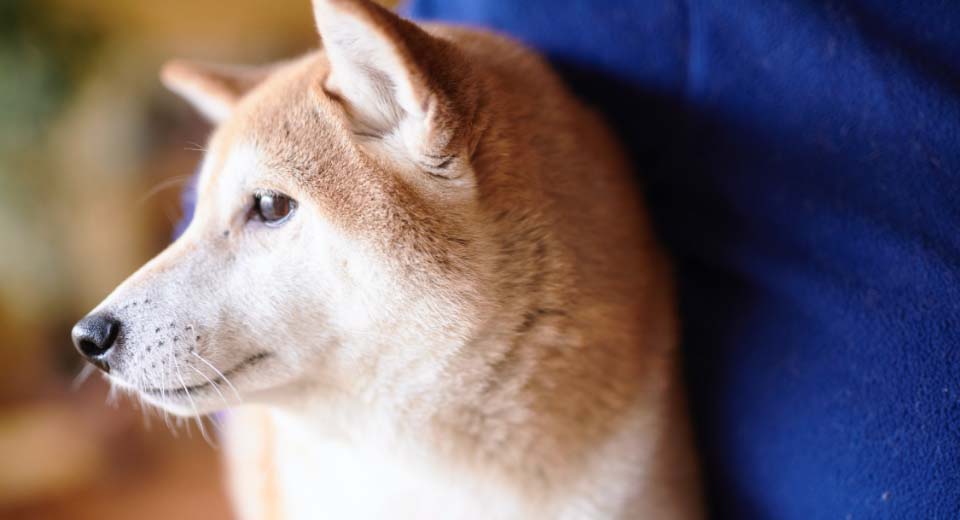 横を向いている柴犬