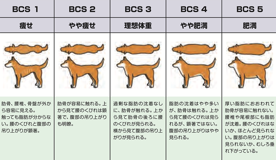 ボディコンディションスコア