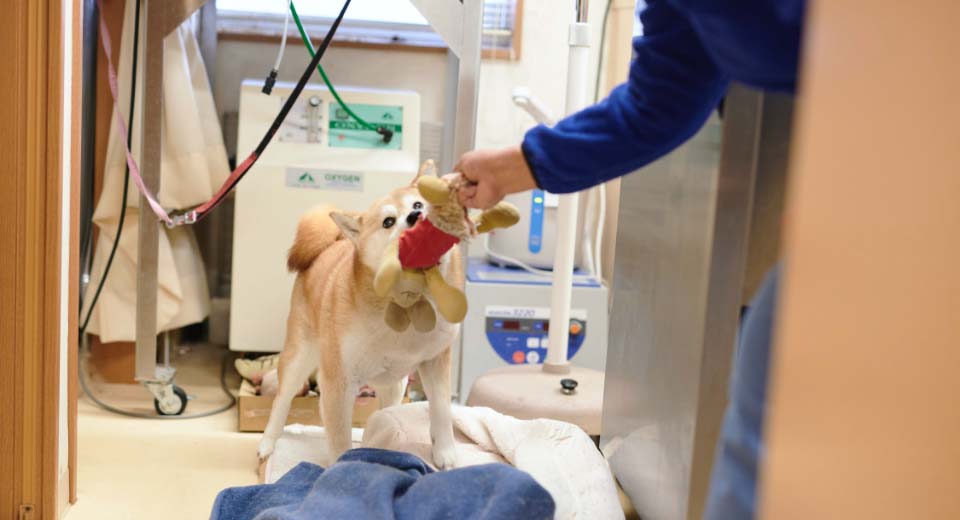 飼い主とおもちゃで遊ぶ柴犬