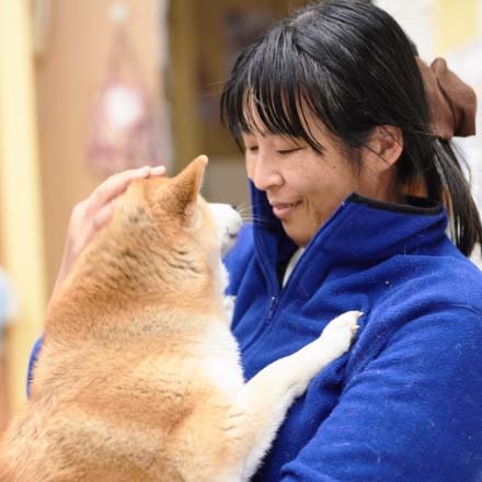 飼い主に甘えている柴犬