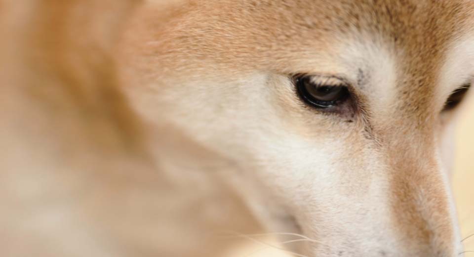 柴犬の目