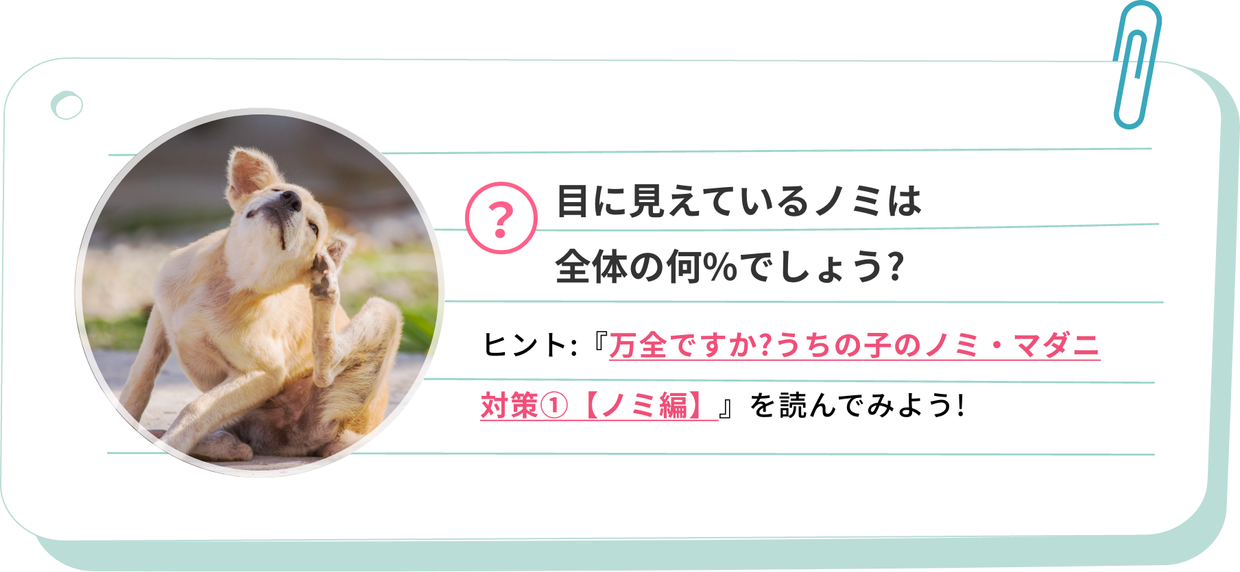 目に見えているノミは全体の何%でしょう?ヒント:『万全ですか?うちの子のノミ・マダニ対策①【ノミ編】』を読んでみよう!
